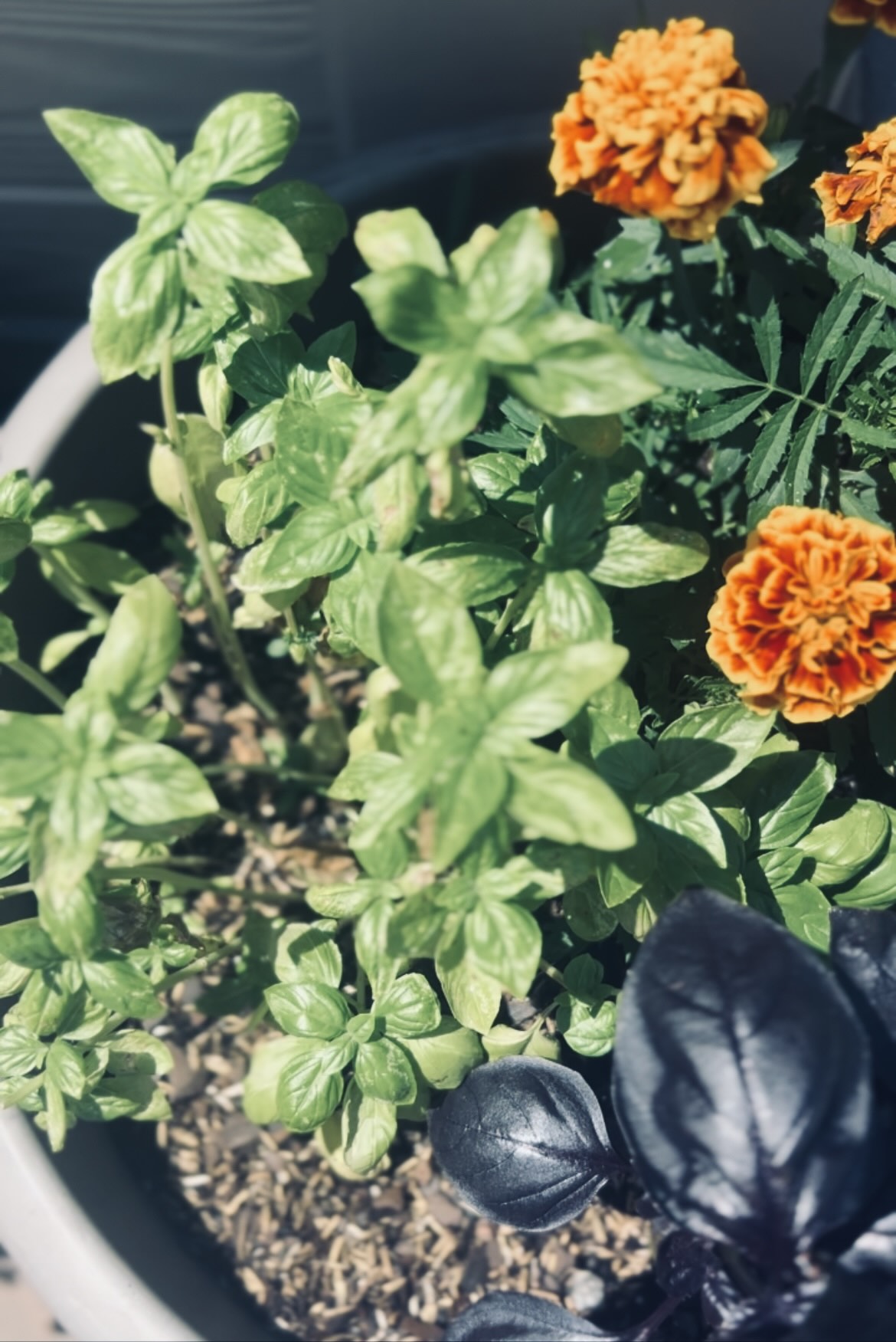 Basil and marigolds growing in a cocktail garden