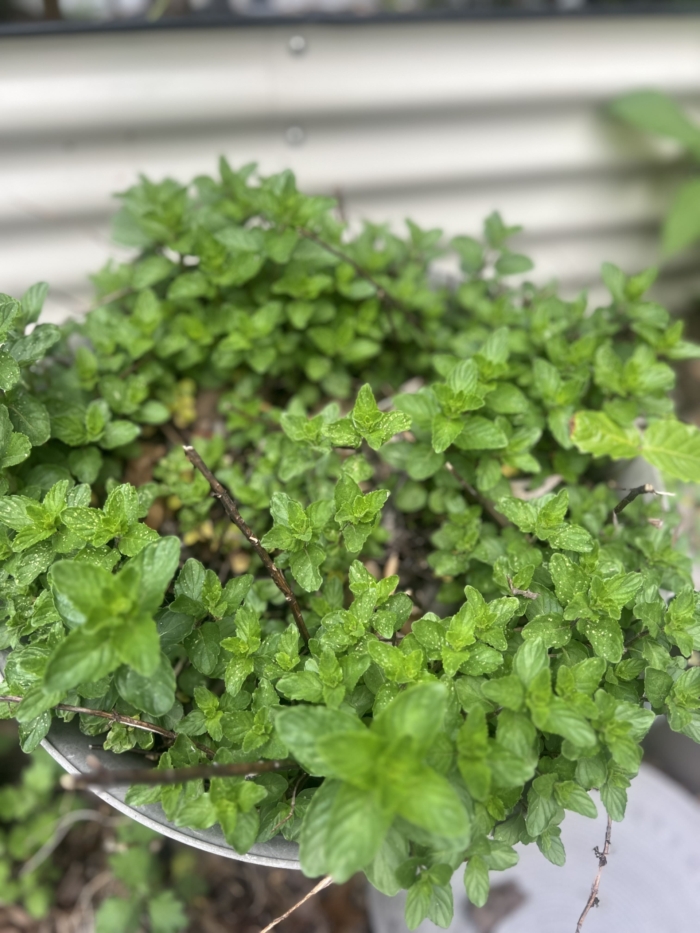 Fresh mint growing in a container